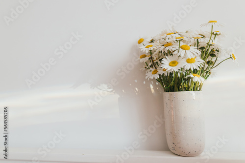 Beautiful daisy flowers in sun ray on white background. Summer vibes, simple home decor. Daisy bouquet in modern ceramic vase in boho room. Summer wallpaper, copy space