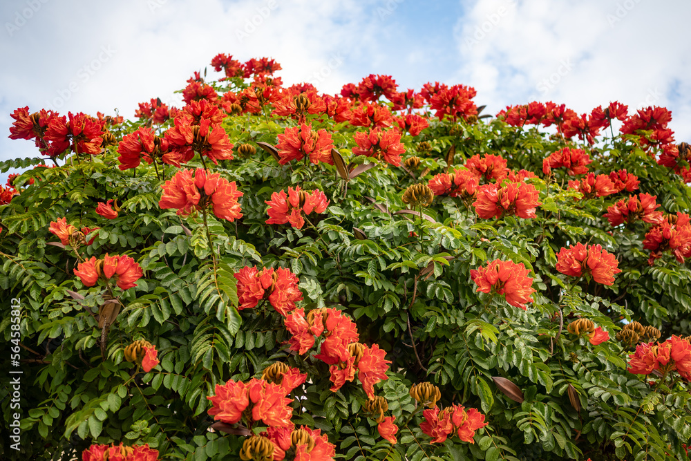African tulip tree flowers on sky background. Mostly blurred
