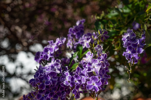 Lilac or lavender flowers of golden dewdrops  skyflower or duranta erecta