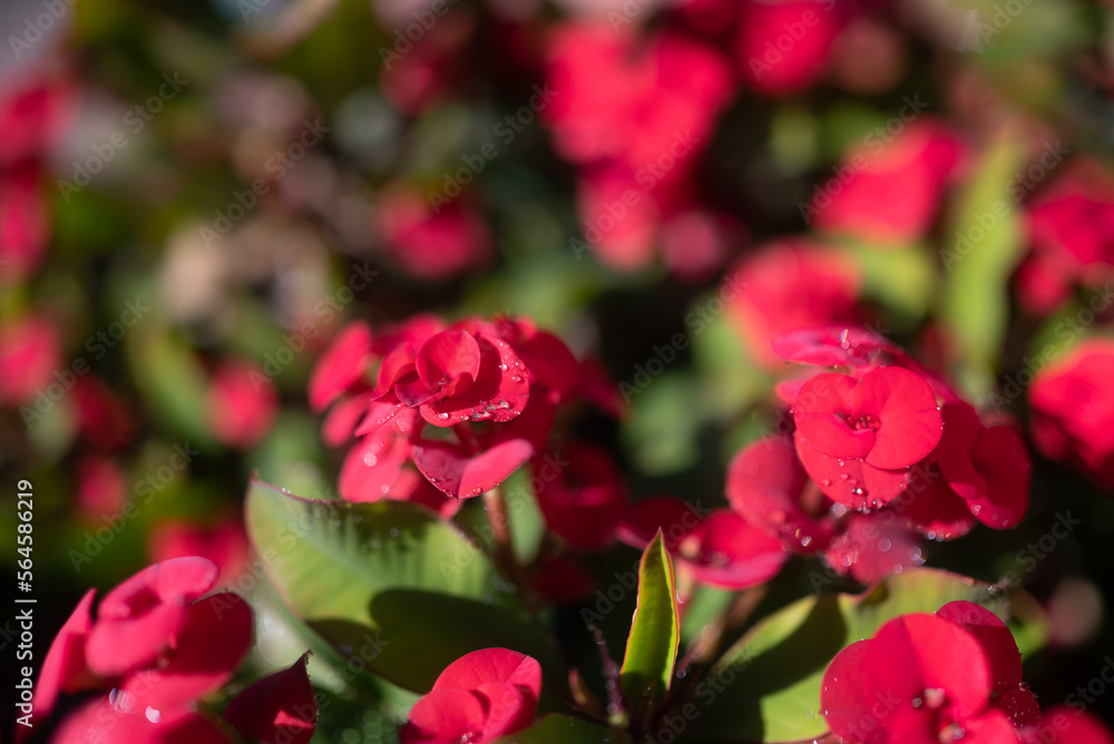 Mostly blurred red flower background of Crown of thorns or Christ plant Mostly blurred red flower background of Crown of thorns or Christ plant