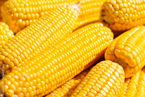 Yellow bright corn heads on the sunlight, close up. Concept of autumn harvest, farming, healthy cereal