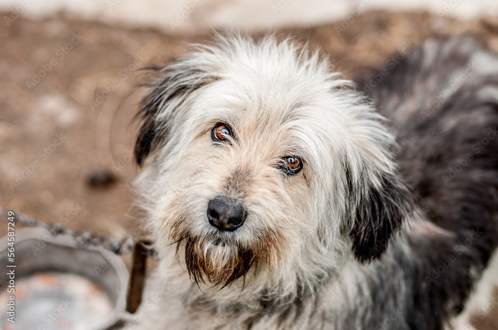 A dog on a chain guards the territory. The dog lives in captivity, suffers from inhumane treatment of animals. Animal protection. A dog on a chain guards the territory. The dog lives in captivity, suffers from inhumane treatment of animals. Animal protection.