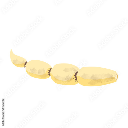 野菜イラスト　節のあるレンコン.