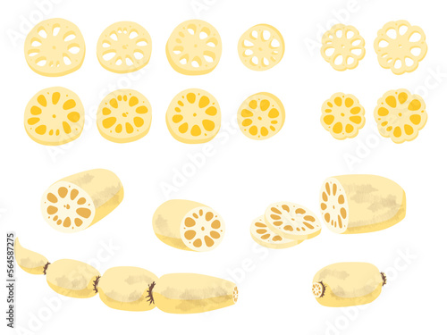 野菜イラスト　バラエティセット　レンコン