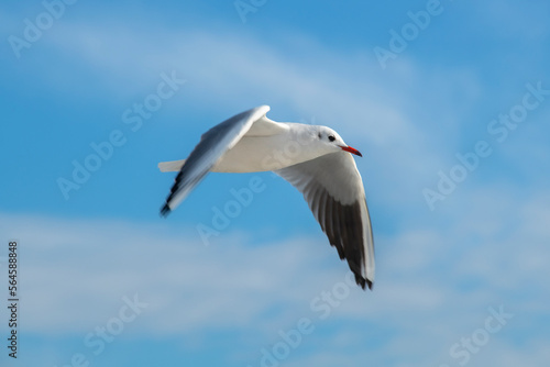 Seagull flying high on the wind. flying gull. Seagull flying on beautiful blue sky and cloud. 