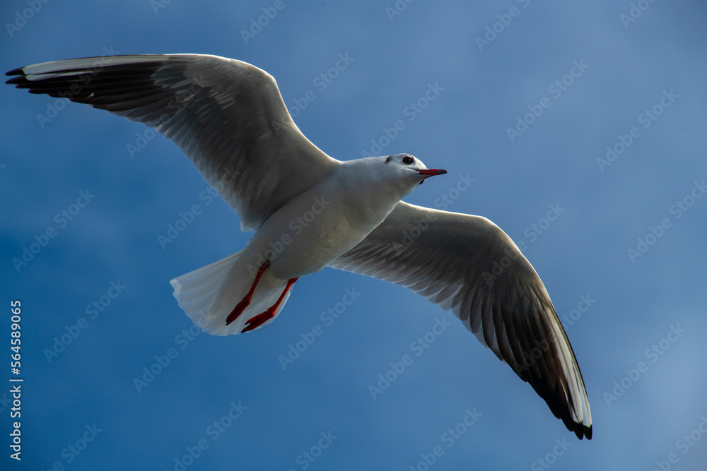 Obraz premium Seagull flying high on the wind. flying gull. Seagull flying on beautiful blue sky and cloud. 