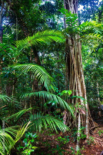 panorama of the famous tropical jungle in daintree rainforest national park in queensland  australia  unique dense vegetation in the ancient rainforest