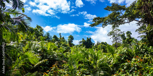 panorama of the famous tropical jungle in daintree rainforest national park in queensland, australia, unique dense vegetation in the ancient rainforest
