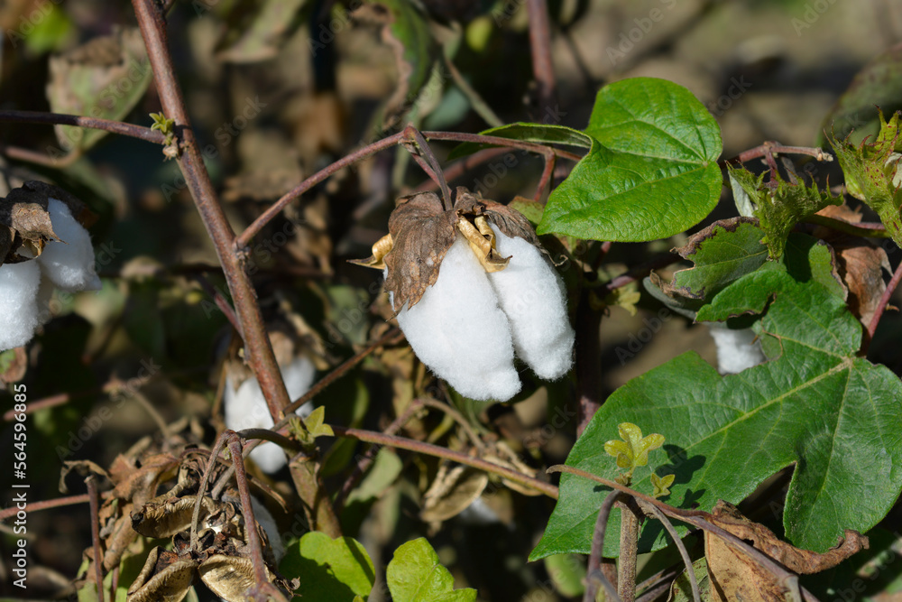 Obraz premium Levant cotton open seed pod