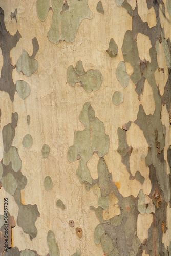 London plane bark detail