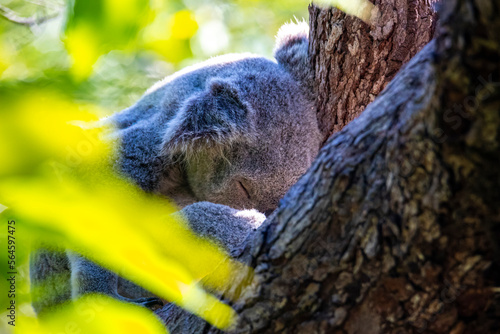 Canvas Print sweet wild koala sleeping on eucalyptus tree on magnetic island in queensland, f