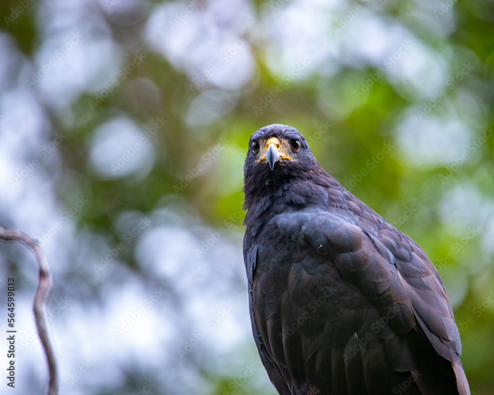 portrait of a beautiful magnificent Common black hawk sitting on branch in mangrove forest in Costa Rica. portrait of a beautiful magnificent Common black hawk sitting on branch in mangrove forest in Costa Rica.