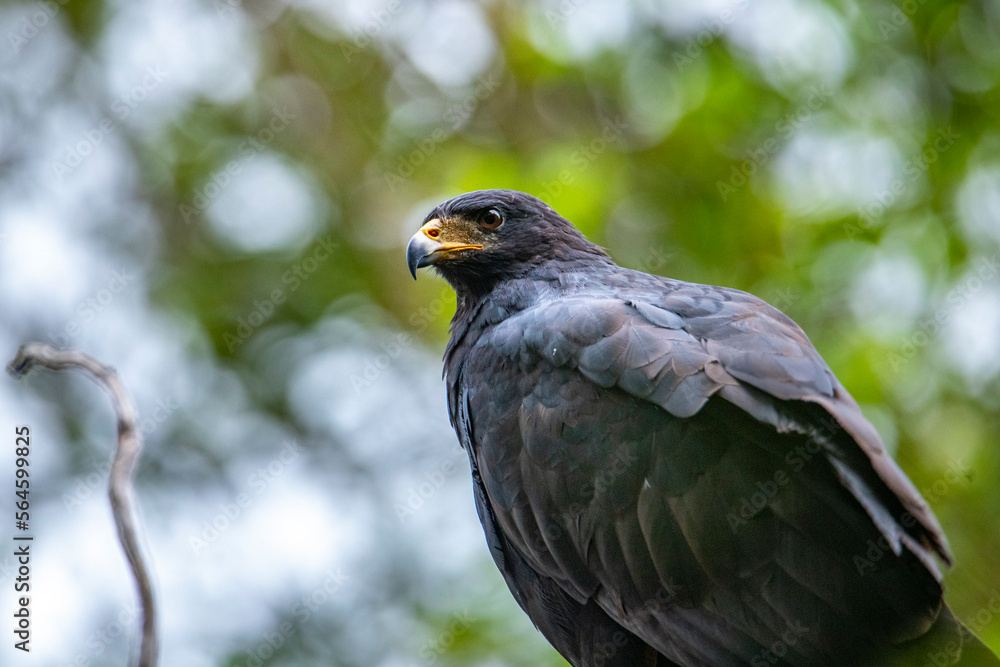 portrait of a beautiful magnificent Common black hawk sitting on branch in mangrove forest in Costa Rica. portrait of a beautiful magnificent Common black hawk sitting on branch in mangrove forest in Costa Rica.