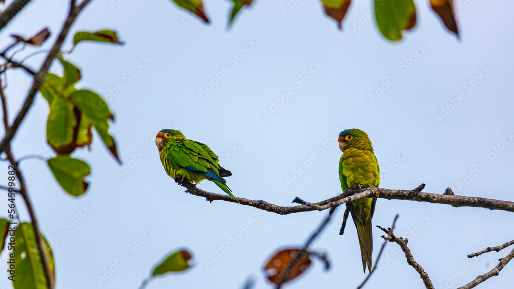 cute pair of small green parrots sitting together in a tree in a rainforest in Costa Rica cute pair of small green parrots sitting together in a tree in a rainforest in Costa Rica