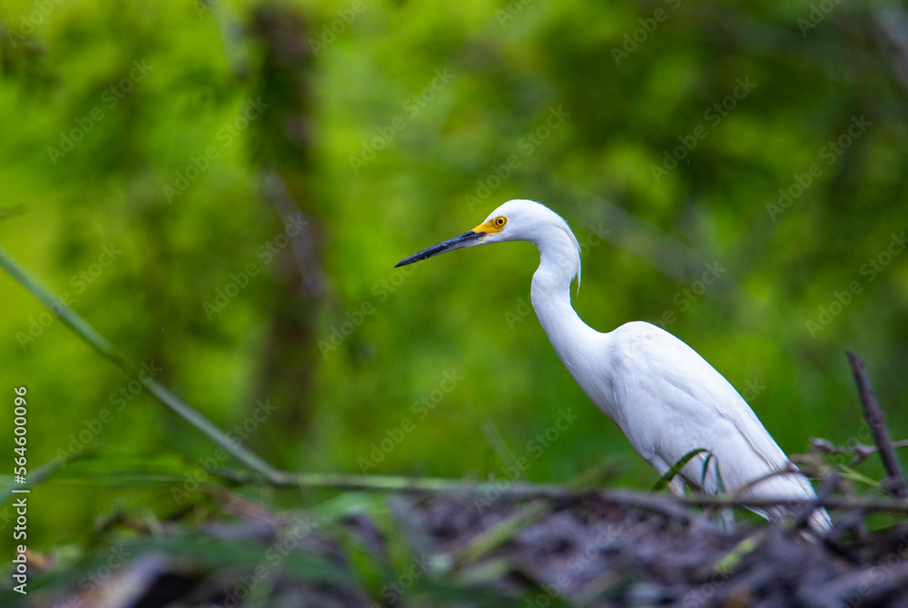 portrait of snowy egret hunting in the palo verde national park in costa rica portrait of snowy egret hunting in the palo verde national park in costa rica