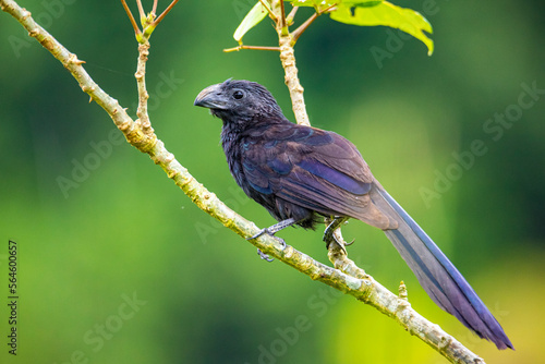 groove-billed ani (Crotophaga sulcirostris) sitting on the branch in the costa rican rainforest
