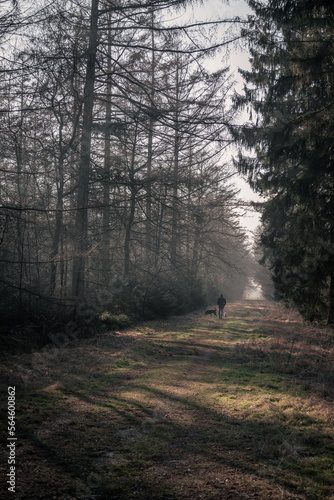 Hiking along the so-called Pieterpad through the Sleenerzand forest