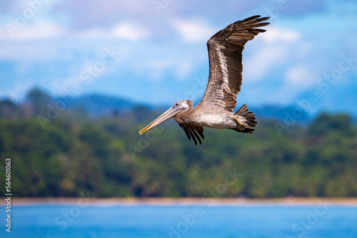 Valokuva Brown pelican flying above paradise beach in cahuita, costa rica; large bird in