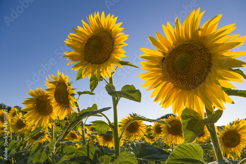 Sunflowers with blue sky background