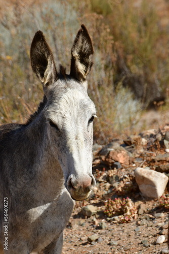 Wild Donkey portrait in Atacama Desert Chile 