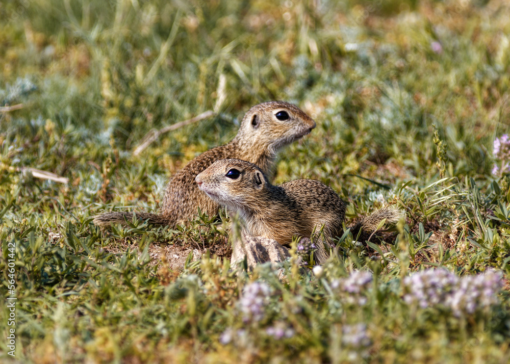 Obraz premium European Souslik, Spermophilus citellus, mammal