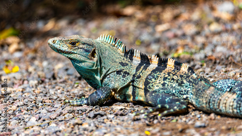 Fototapeta premium unique portrait of colorful black iguana, large lizard living in costa rica rainforest; wildlife of tropical costa rica