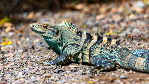 unique portrait of colorful black iguana  large lizard living in costa rica rainforest  wildlife of tropical costa rica