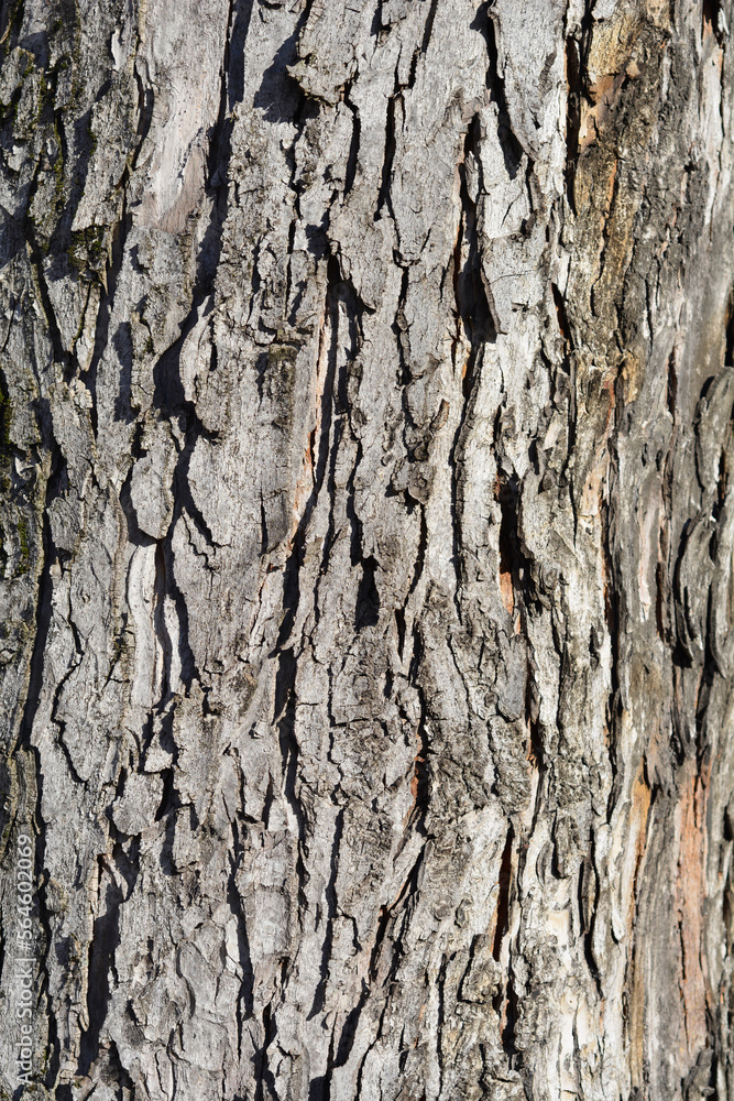 Obraz premium Silver maple bark detail