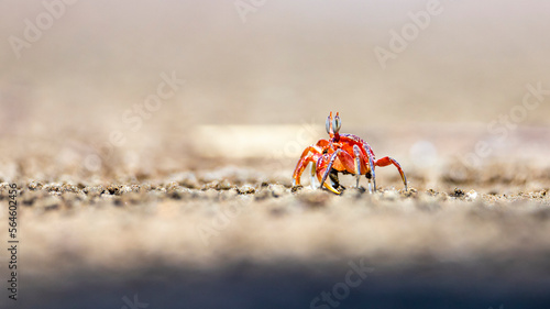 Beautiful colorful red painted ghost crab (Ocypode gaudichaudii) near its burrow spotted on Uvita beach in Marino ballena Costa Rica photo