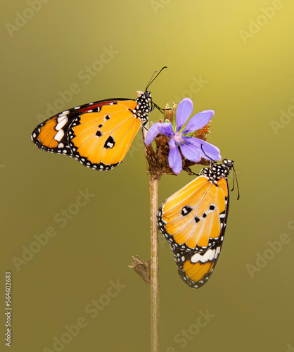 Macro shots, Beautiful nature scene. Closeup beautiful butterfly sitting on the flower in a summer garden. © blackdiamond67