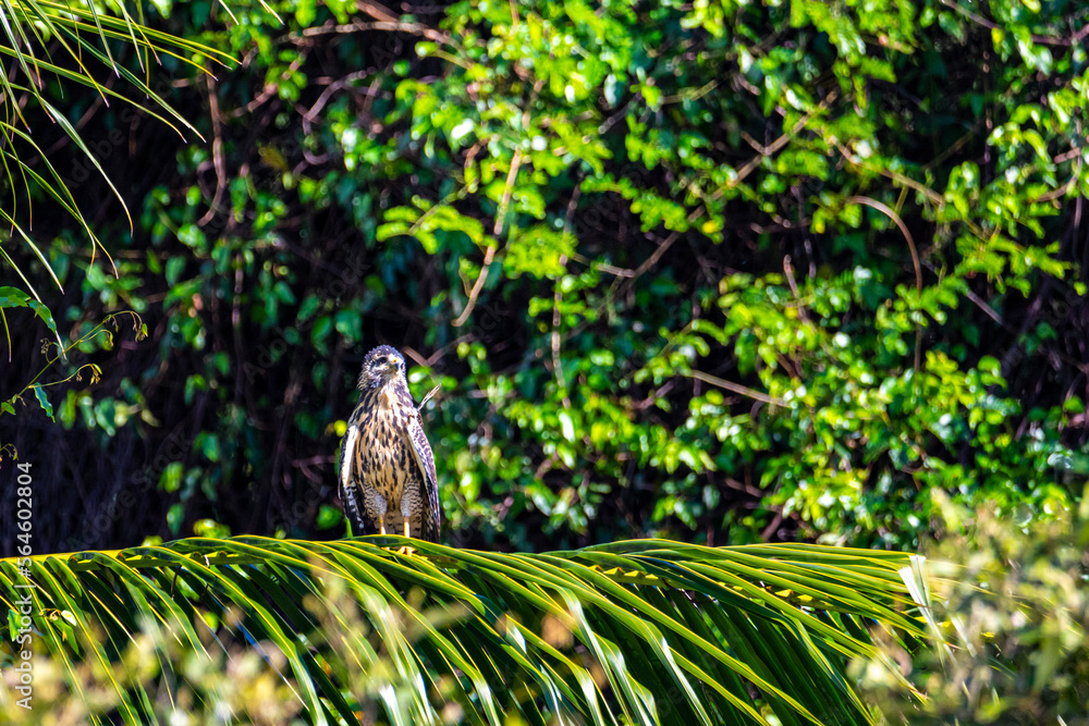 Costa Rican Raptor Foto de a beautiful powerful bird of prey perched on a palm tree on a ...