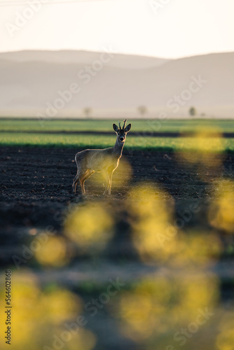 Roe deer buck  standing on ...
