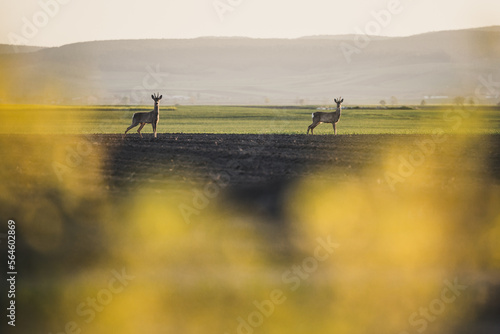 Two roe deers standing on m...