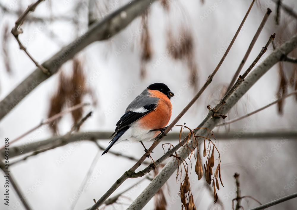 red-breasted winter birds bullfinches on trees on a cold winter day red-breasted winter birds bullfinches on trees on a cold winter day