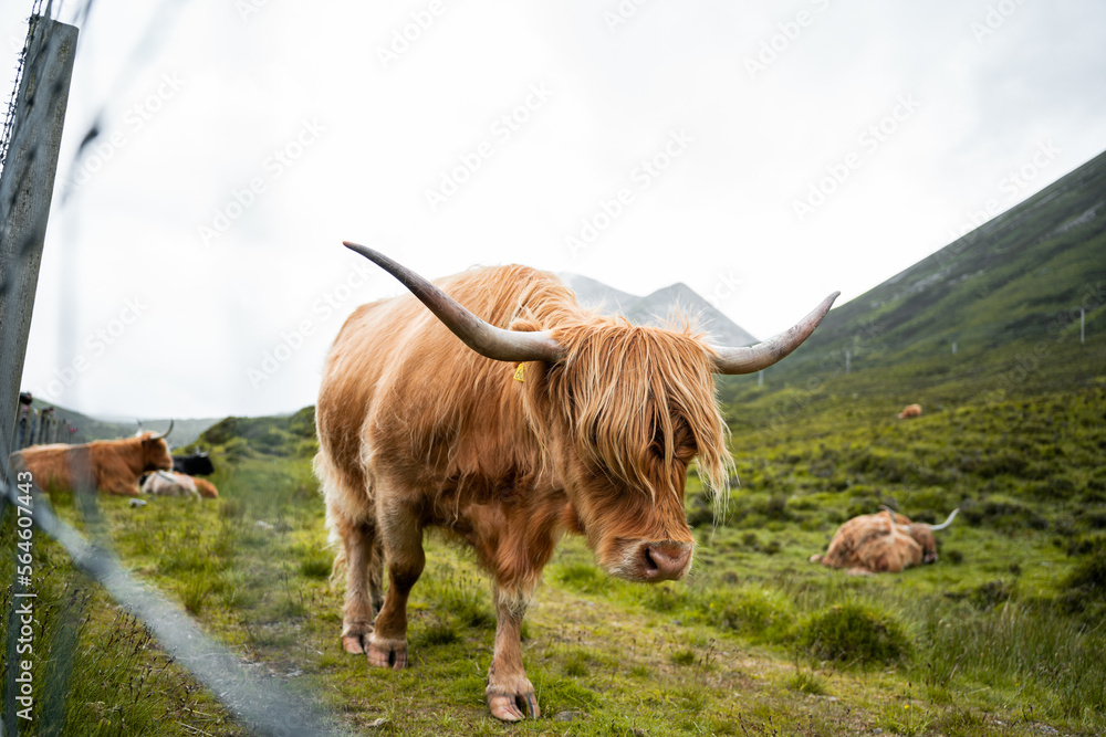 Fototapeta premium A highland cattle walking in the field behind a fence.