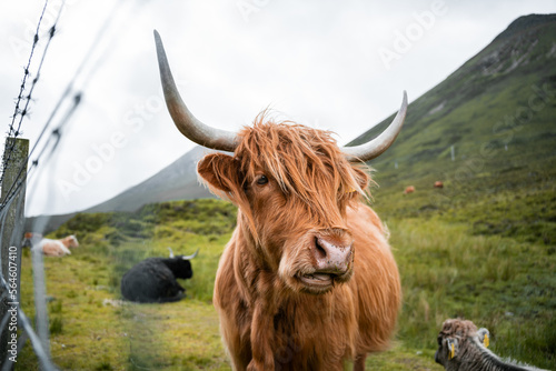 Landscape of highland cattle behind a fence.