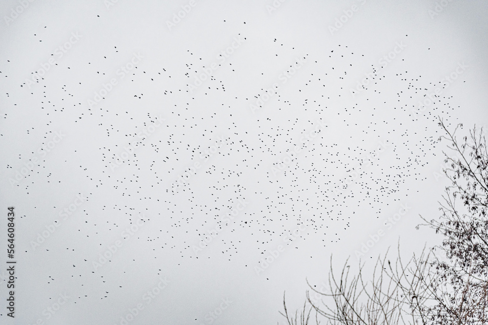 Flock of birds flying in the sky. Natural landscape Flock of birds flying in the sky. Natural landscape