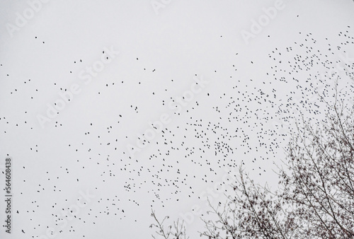 Photography Flock of birds flying in the sky. Natural landscape