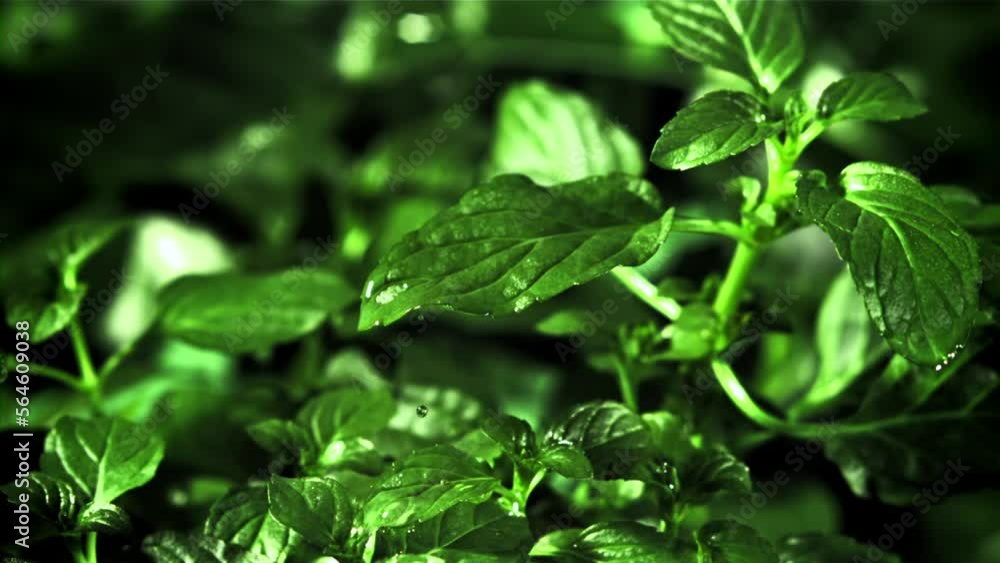 Drop of water fall on mint leaf. Filmed is slow motion 1000 fps. High quality FullHD footage Drop of water fall on mint leaf. Filmed is slow motion 1000 fps. High quality FullHD footage
