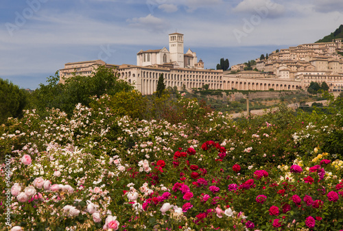 Romantic view of Basilica of Saint Francis in Assisi during spring season with roses flowers in the background, Umbria, Italy