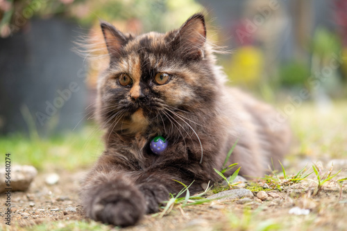 Cute Kitten on the grass © SametPhotography