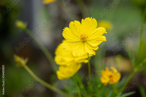 yellow flower in the garden