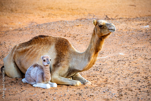 emirates desert and camels in dubai