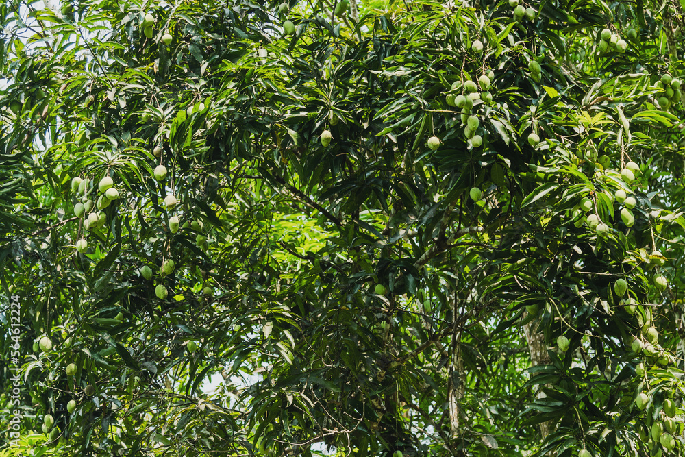 Tree with a lot of unripe mango fruits