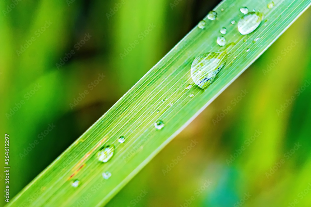 Macro closeup of Beautiful fresh green leaf with drop of water after the rain in morning sunlight nature background. Macro closeup of Beautiful fresh green leaf with drop of water after the rain in morning sunlight nature background.