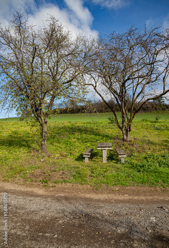 Table and bench in the landscape under the trees