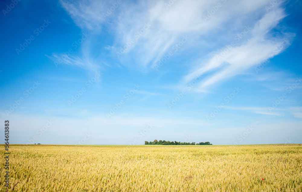 The Ukrainian field may be different. The Ukrainian field may be different.