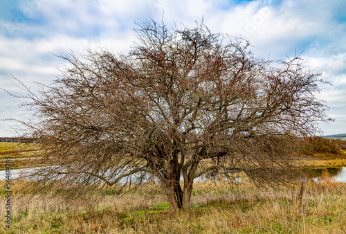 A tree without leaves in a landscape by the water