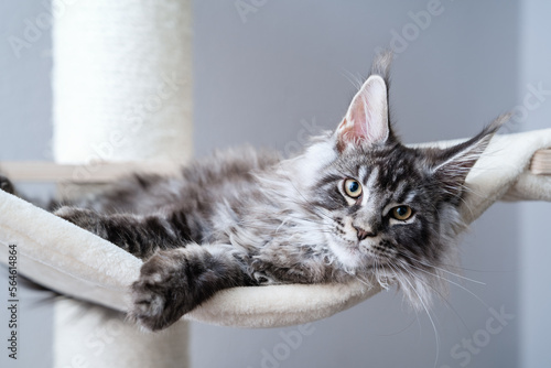 Tabby grey maine coon kitten with tassel ears at home photo