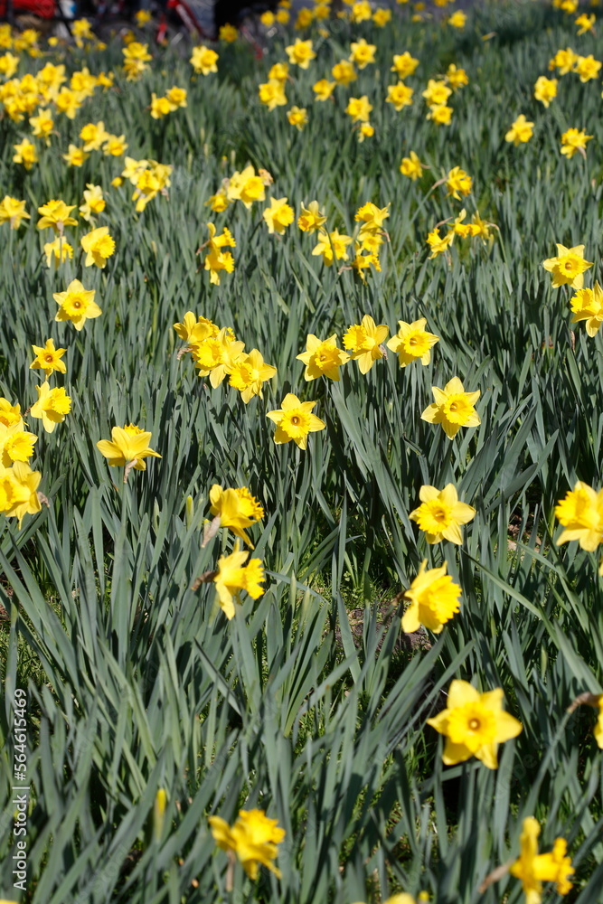 Fototapeta premium Gelbe Narzissen, Narzissenblüte (Narcissus Pseudonarcissus), Deutschland